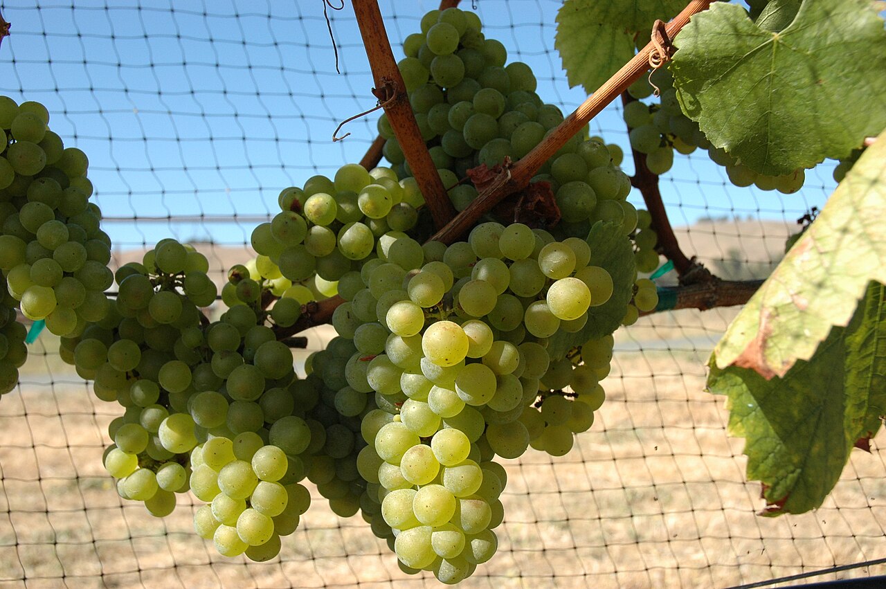 Chardonnay Wine Grapes